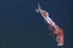 Caracatsevoid lignje Caracatsevoid lignje